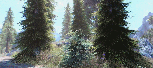 skyrim | favorite forests