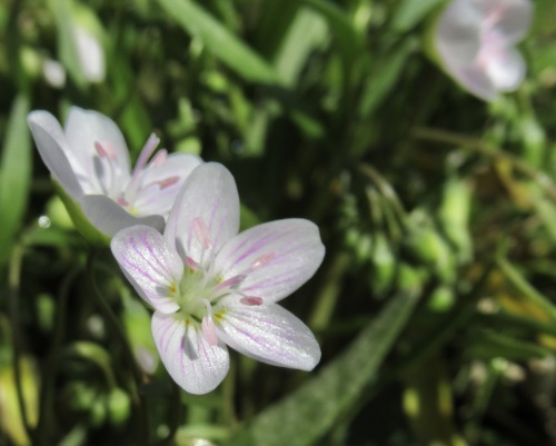 Spring beauty, Claytonia virginica. Yay! Luckily someone up the street had someone her property and 