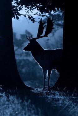 decepticun:  Untitled | by mark bridger.