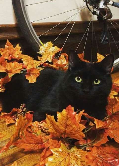 Black Cat Appreciation Post