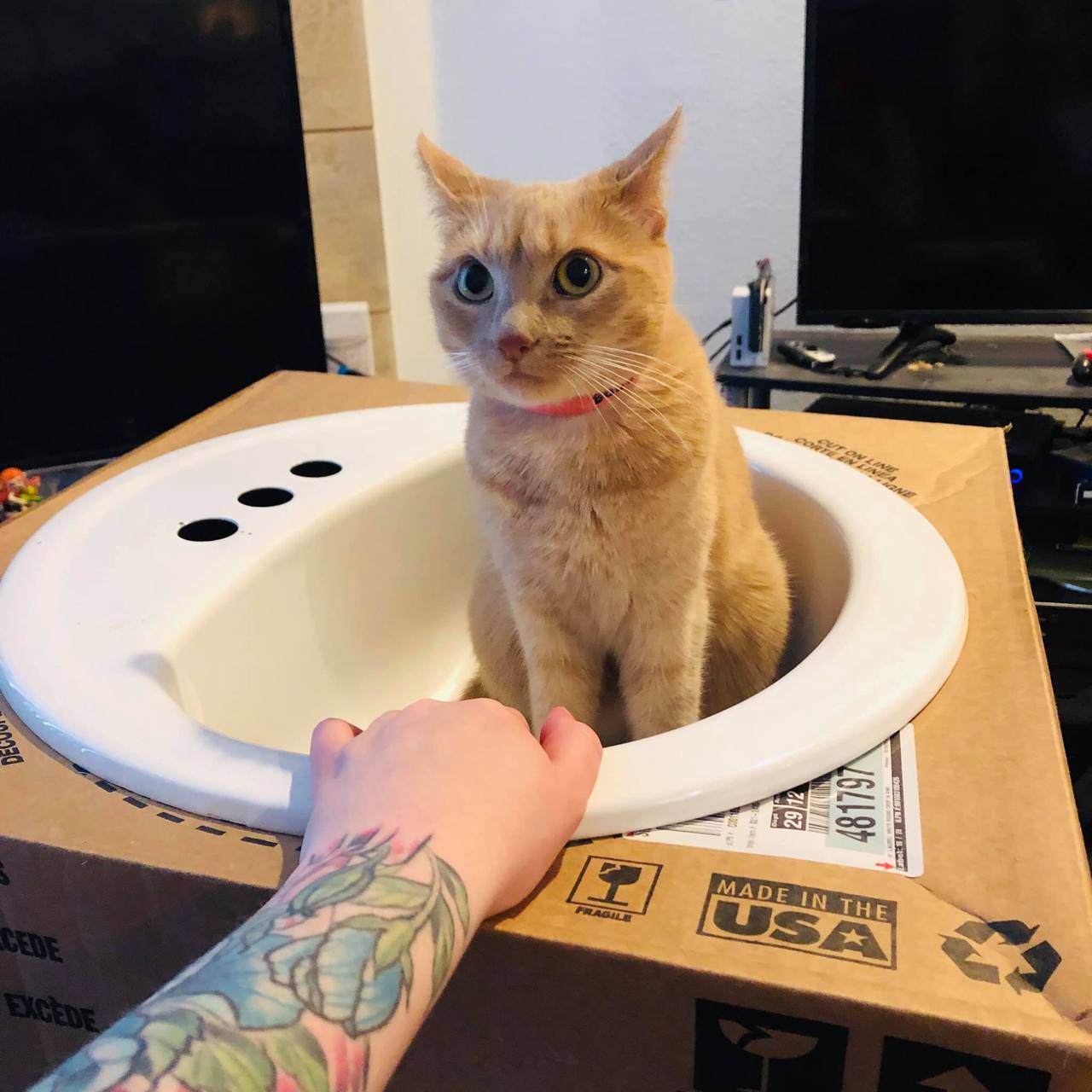 catsbeaversandducks:  “This is Lazuli (her sister is named Lapis) and she is so