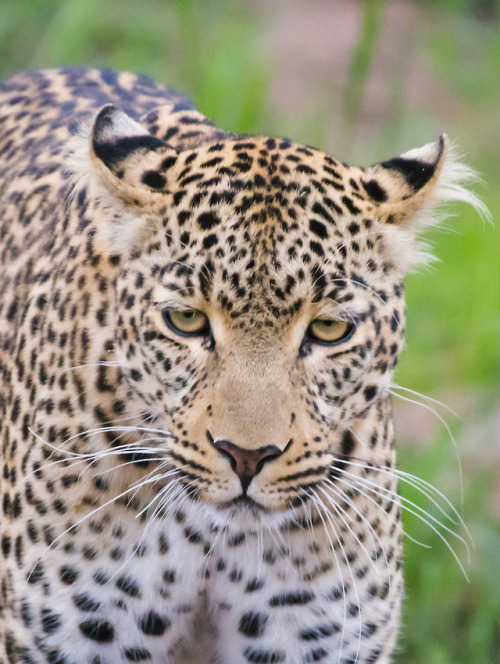 trexkamal: Leopard (Panthera pardus) Maasai Mara, Kenya.