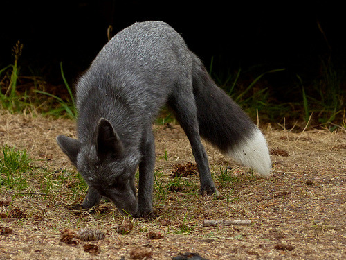 howtoskinatiger:  A wild blue-phase Red Fox (Vulpes vulpes) on San Juan Island.  The foxes on the island originate from fur farm stock and so come in a much wider range of colors then is normally seen in the wild.  Photos by manzanita-pct 