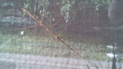 “We are in Okinawa, Japan. My kids found this guy hanging out on our screen door. We figured out it 