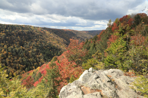 Above is a sampling of the fall colors from this past weekend at Blackwater Canyon. Due to the extre