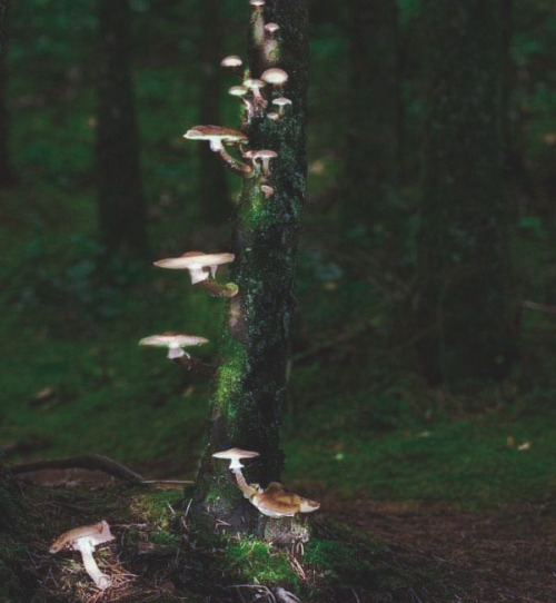 That One Post About The Fae You've Been Looking For