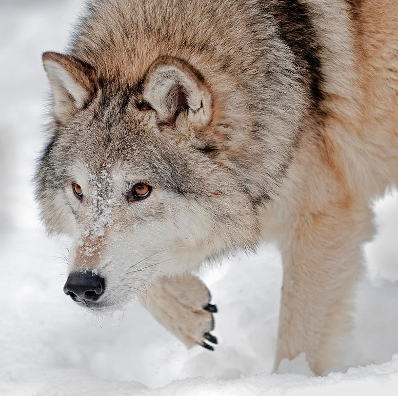beautiful-wildlife:  Prowling Wolf by Scott Read