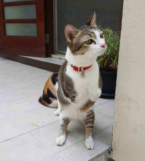 mymodernmet:Determined Two-Legged Rescue Cat Learns to Walk, Run, and Jump