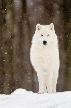 llbwwb:  (via 500px / Snow wolf by Maxime