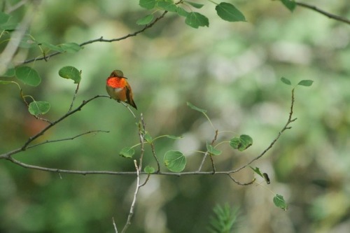 Rufous Hummingbird (Selasphorus rufus) Trochilidae, maleMissoula, MTJune 12, 2016Robert NieseMale RU