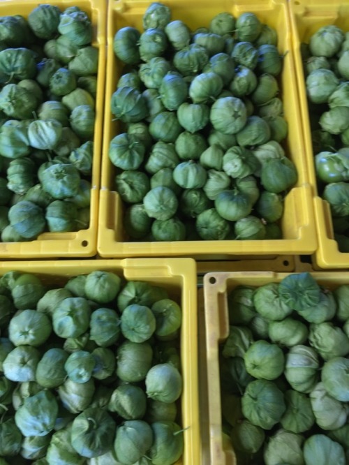 Just a few of our late July harvests: ‘Lacinato’ black kale, tomatillos, jalapenos, heir