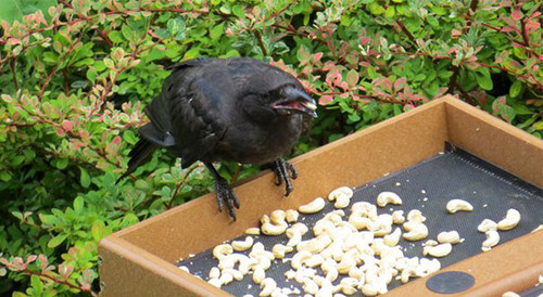 8-Year-Old Girl Receives Gifts From The Crows She’s Been Feeding Since She Was