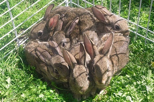 thesassybunnies:  1 Square Foot Of Bunny (via)