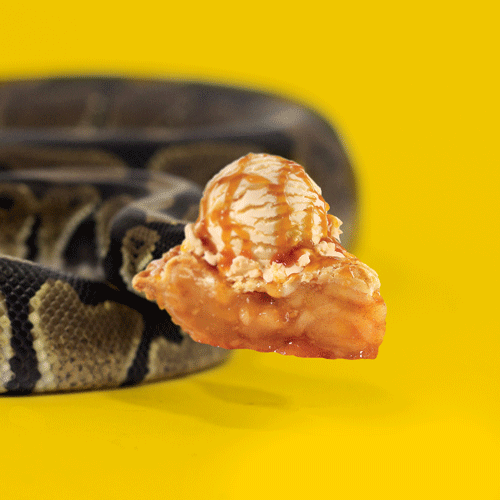 solid-snakes:  reptiliaherps:  snakesneakers:  butthurtherpetologist:  flygex-eatin-on-softies:  dennys:  Beware the pie-thon!  Do not kiss or eat.  Denny’s, I………….  NO  WHAT  Denny’s is approaching all audiences… I can dig it. A+ Denny’s.
