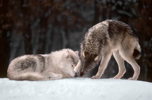 silentmania: atraversso: Wildlife by Jim Brandenburg I love how wolves just lay about in the snow.