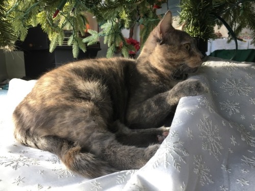 simplycaitlinashley: Happy New Years from the cutest of cats. We hope your 2018 will be great