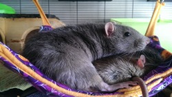 rattitude:  Rattie yawns are always the best