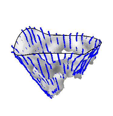 fruitsoftheweb:“Comparison of the algorithm-generated leaflet model (shaded surfaces) to manual trac