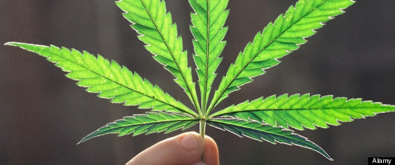 weedporndaily:  Marijuana Super PAC Started By Brothers To Push Weed Legalization