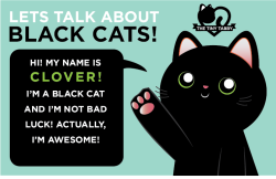 dirtofficial:  b-r-0-k-3-n-s-0-u-l:  thetinytabby:  It’s October! Black cats are often associated with being spooky, but this means they have a negative stereotype associated with them.Some people take the color of the cat into heavy consideration when