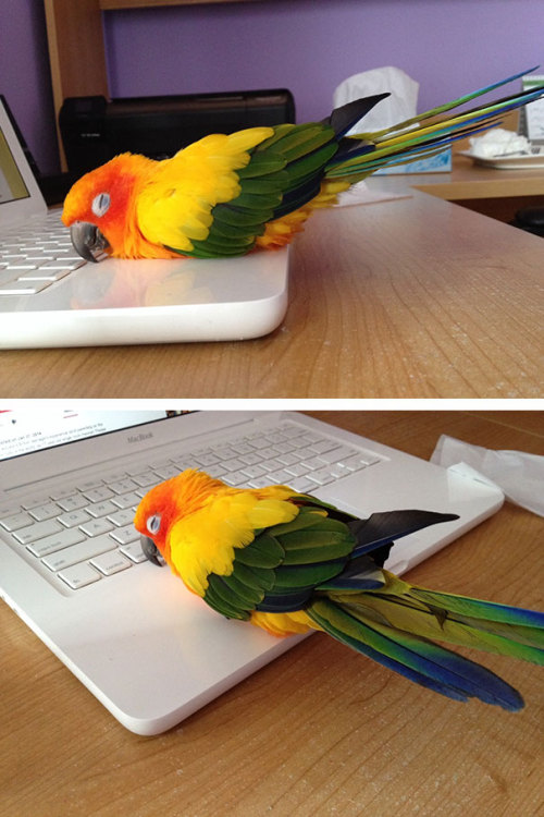 boredpanda:  Animals That Love Warmth More Than Anything  