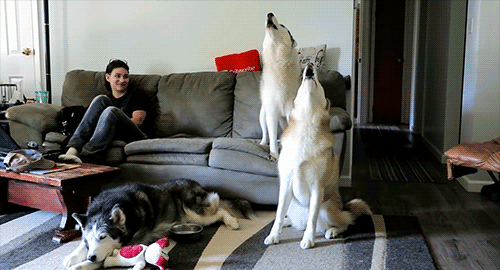 Snow Dogs Vlogs - TRANSPORTING A HUSKY