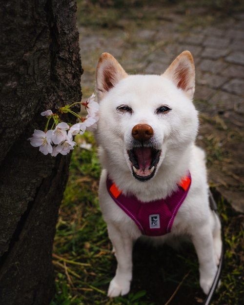 メイク直しも終わってもう1枚 smile . . #サービスはここまでだった #桜柴 #春柴 #cherryblossom #お花柴女子くらぶ #shiba500 #shibainu #柴犬 #shi