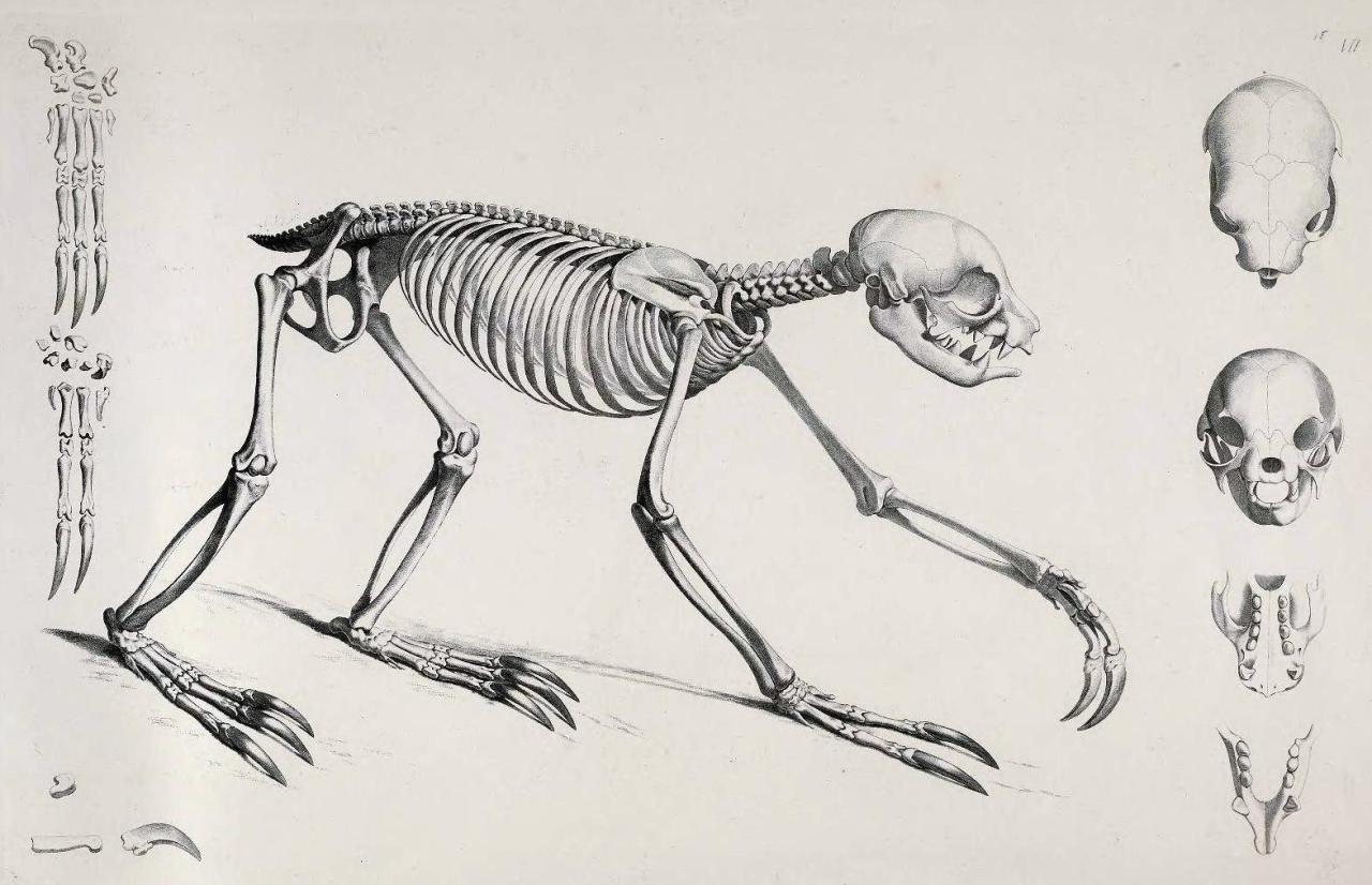 Biomedical Ephemera, or: A Frog for Your Boils — Top: Three-toed sloth  (Bradypus tridactylus)...