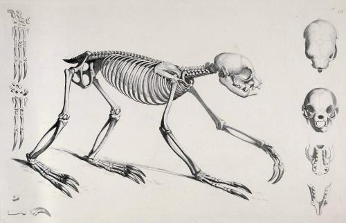 biomedicalephemera:My favorite creatures have some beautiful bones.Die/Das Skelete [series]. Dr. E. 