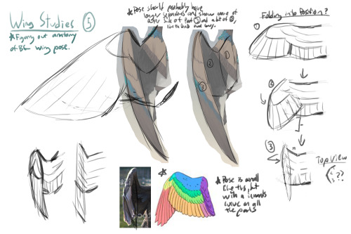 Wednesday UpdateBird wing anatomy practice from earlier in the month. I had to draw bird wings in a 