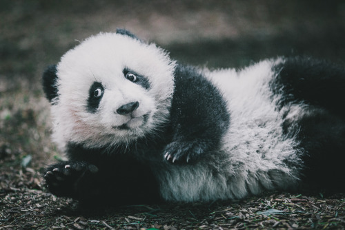 swiftthefox:I got to see some baby pandas this week!