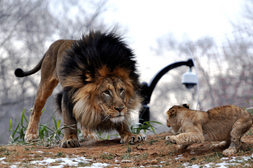 CTM ES SCAR D: CORRAN