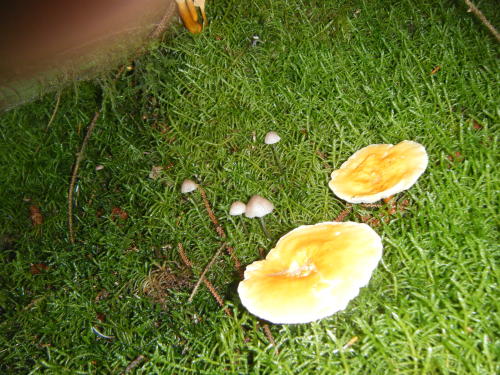 bodandrage:I found a load of mushrooms on my walk. Top and bottom were in deciduous woodland, the re