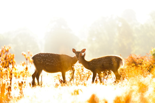 expressions-of-nature:   by Andrew Evans   