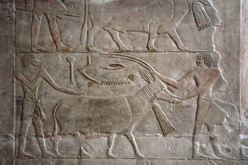 Mastaba of MererukaPolychrome relief depicting offering bearers with an antelope. Detail of a wall c