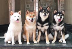 Cutie doggo team~ <3