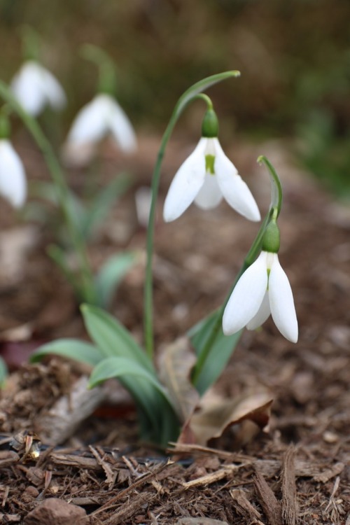 Potter&rsquo;s Prelude - a fall flowering snowdrop announcing winter is on the way so nicely.  M