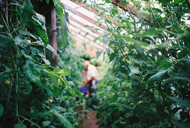 aphelia:  jungle grandpa by Liis Klammer on Flickr. 