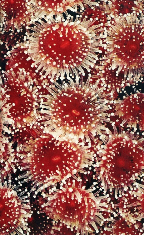 vintagenatgeographic:Strawberry anemonesNational Geographic | April 1980