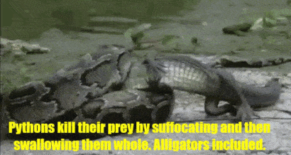 cracked:  The 17 Most Bizarre Predators On Earth (In Action)  