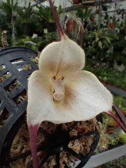 orchid-a-day: Dracula amaliae July 23, 2018  