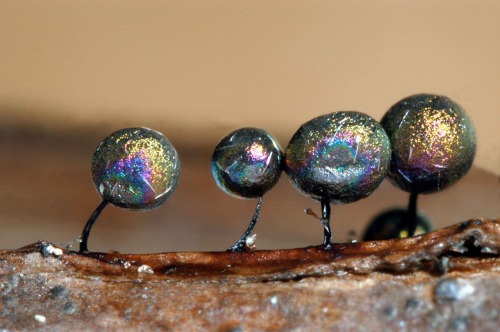 the-phantoms-m:粘菌の子実体 The fruiting body of the slime mold.