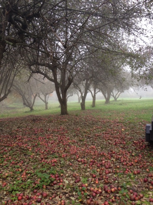 blueshoesandbluemountains: This orchard with the inexplicable empty circle in the middle where not e