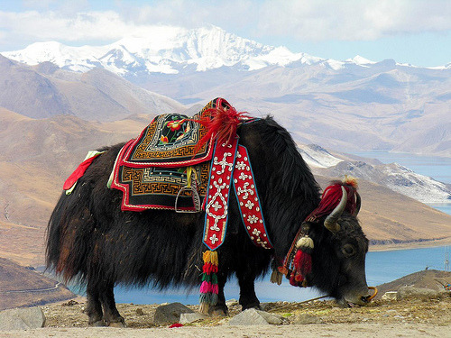 336bc:Yak near the sacred Yundrok Yumtso Lake, Tibet.