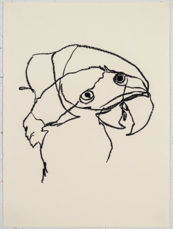 acetoxy:  Ryan Mrozowski Untitled bird drawings