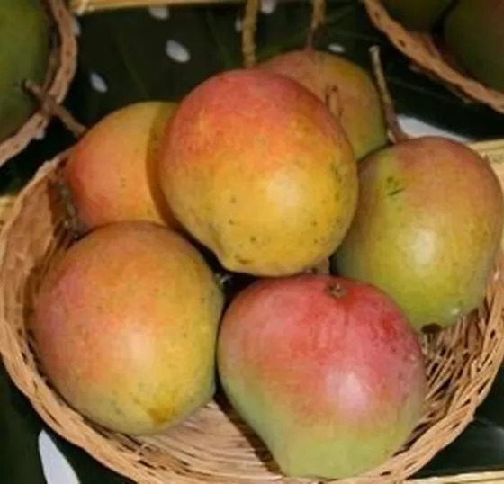 Lata Bombai