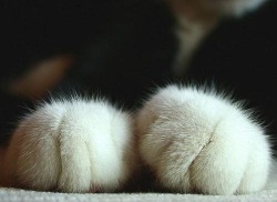 Fluffytherapy:  Kitty Paw Appreciation Post.  Furry Friday