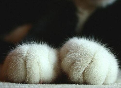 wintermoth:  alwaysabeautifullife:  rtrixie:  bennich-darkfall:  fluffytherapy:  Kitty paw appreciation post.  This is exactly what I needed right now.  Can’t spell paw without awwwwwww  Tumblr soul cleanse    TOE BEEEAAANNNSSS