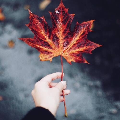 cozyinautumn:  Everything Autumn Plaid 🍂🍁