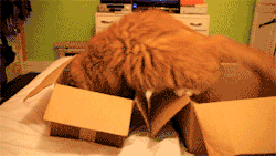 the-absolute-best-gifs:  This post has been featured on a 1000Notes.com blog!